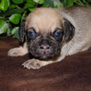 Henry-Puggle