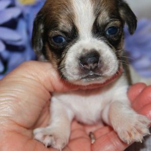 Hailey-Puggle