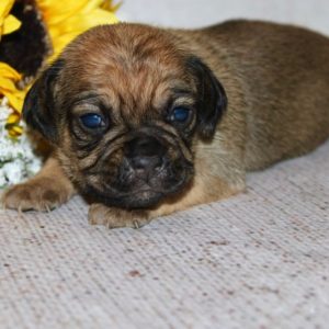 Harper-Puggle