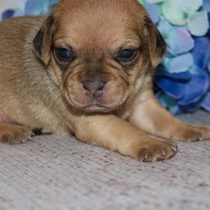 Heidi-Puggle