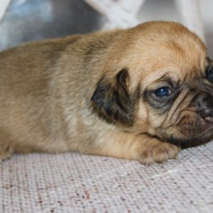Holly-Puggle