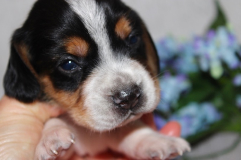 IMG_7110 - Puppy Place