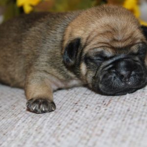 Austin- Pocket Puggle