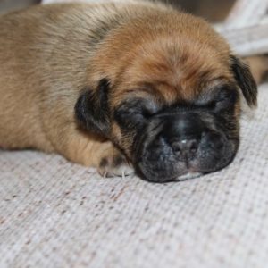 Amaretto- Pocket Puggle