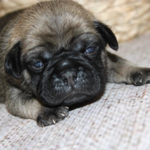 Aspen- Pocket Puggle