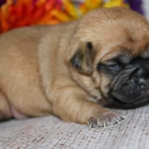 Anika- Pocket Puggle