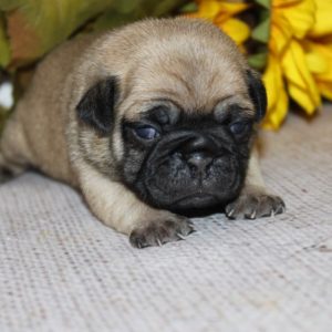 Adele- Pocket Puggle