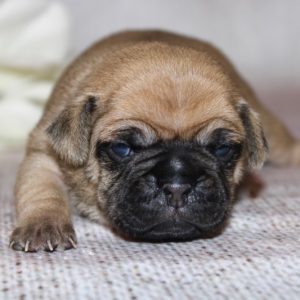 Aussie- Pocket Puggle