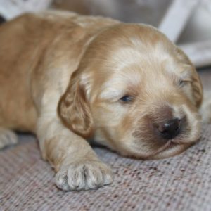 Benji