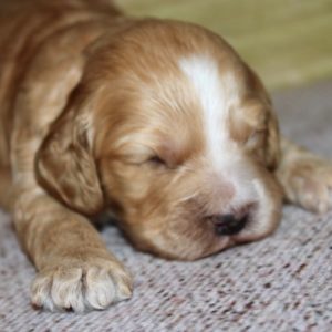 Buster