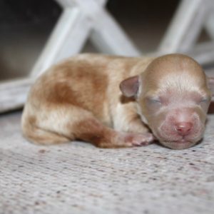 Pretzel