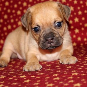Harley-Puggle