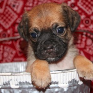 Hershey-Puggle