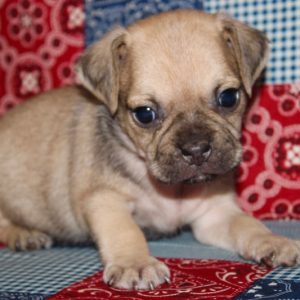 Hudson-Puggle