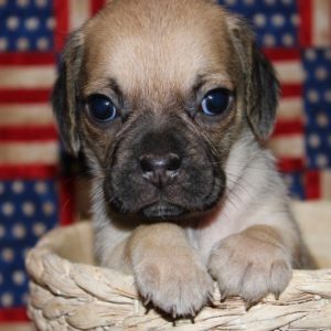 Henry-Puggle