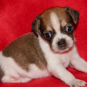 Hailey-Puggle