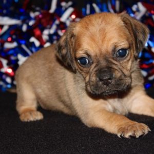 Harper-Puggle
