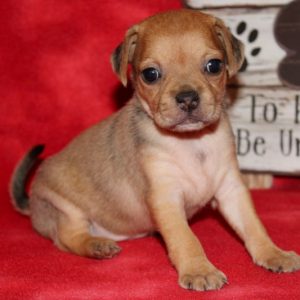 Heidi-Puggle