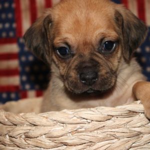 Holly-Puggle