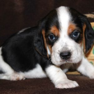Kiwi-Beagle