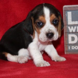 King-Beagle