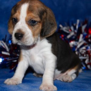 Kato-Beagle
