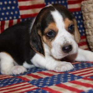 Keegan-Beagle