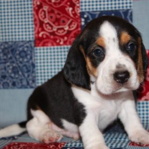 KoKo-Beagle