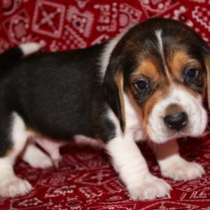 Kahlua-Beagle