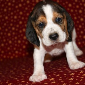 Keisha-Beagle