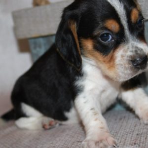 Katie-Beagle