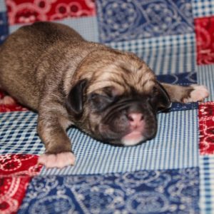 Gus- Puggle