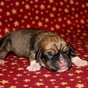 Goldie-Puggle