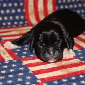 Gracie- Puggle