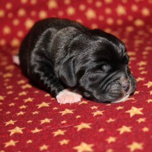 Gina- Puggle