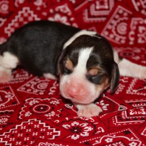 Ginger-Beagle