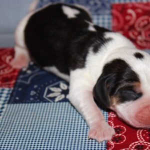 Gizmo- Beagle