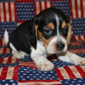 Kaylee-Beagle
