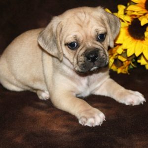 Gus- Puggle