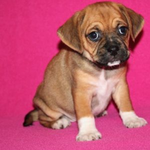 Goldie-Puggle
