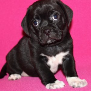 Gracie- Puggle