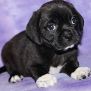 Gina- Puggle