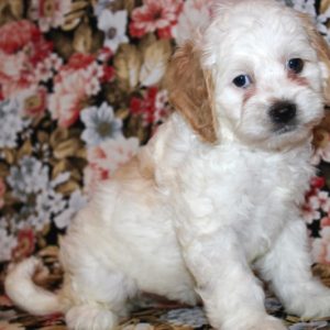 Lacey