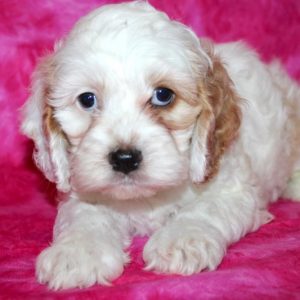 Lila