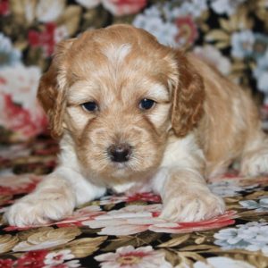 Bailey