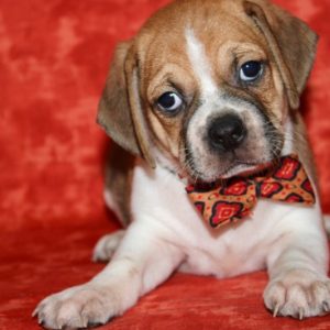 Casey-Puggle