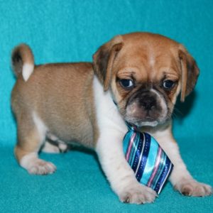 Chase-Puggle