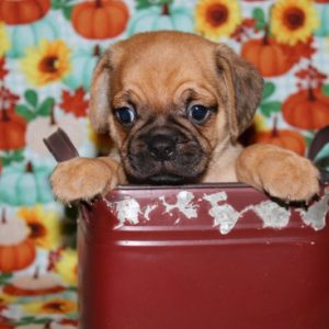 Cody- Puggle