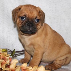 Chandler- Puggle