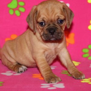 Claire-Puggle